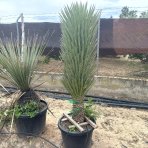 Juka vláknitá (Yucca filifera) - výška 170-200 cm, kont. C70L (-15°C)